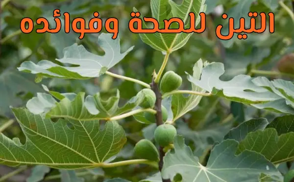 فوائد التين المجفف في النظام الغذائي اليومي فوائد التين المجفف في النظام الغذائي اليومي